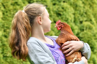 Kız tavuğu yakaladı ve elinde tuttu..