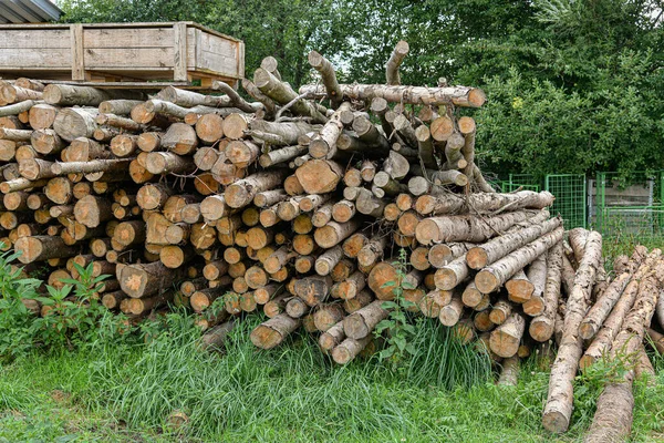 Logs Warehouse Sawmill Chopping Sawing Firewood — Stock Photo, Image