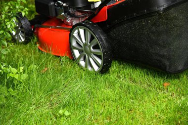 Cleaning and mowing lawn green grass in the yard with a home lawn mower.