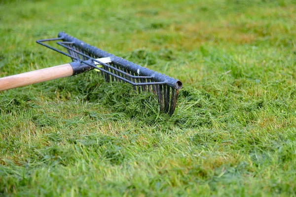 Rem Terletak Rumput Hijau Yang Dipangkas — Stok Foto