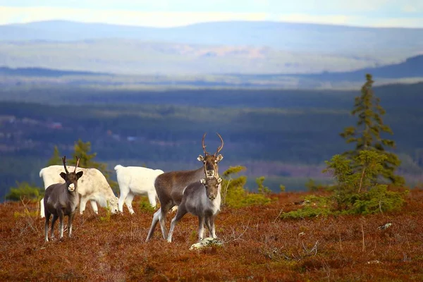 Mignon Renne Dans Région Montagne Laponie Suédoise — Photo