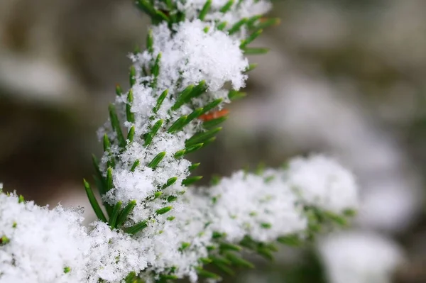 Primo Piano Degli Aghi Abete Rosso Picea Abies Nella Neve — Foto Stock