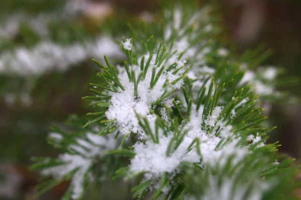 Сосна Pinus Sylvestris Свежем Снегу — стоковое фото