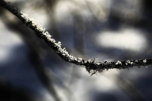 Nahaufnahme Von Schneeflocken Und Eiskristallen Auf Einem Zweig — Stockfoto