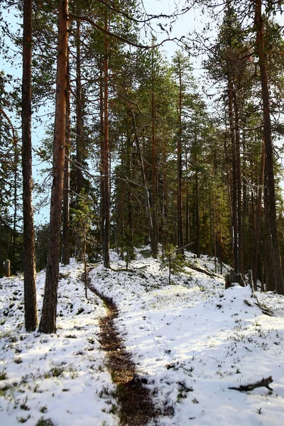 Зимний Лес Пелобаккенском Заповеднике Швеции — стоковое фото