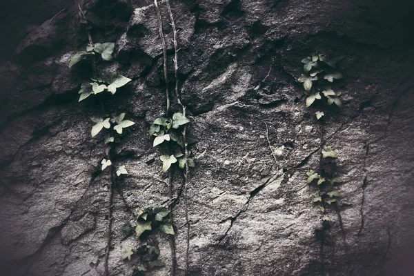 长春藤 Hedera Helix 的壮丽镜头 生长在岩石悬崖上 — 图库照片