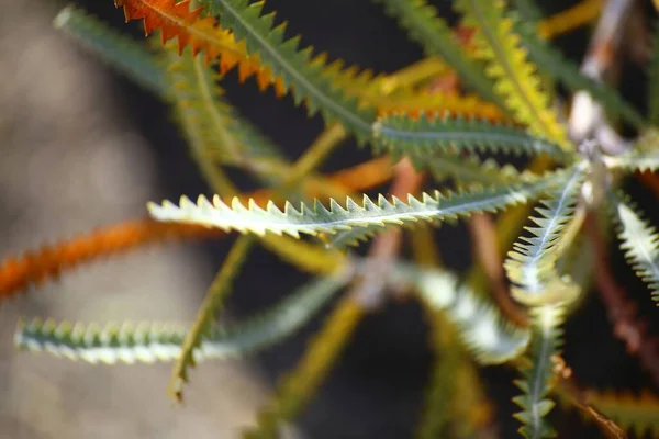 Serrate Φύλλα Του Φυτού Της Αυστραλίας Banksia Candolleana — Φωτογραφία Αρχείου