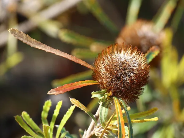 网球场 Banksia Laevigata 的成熟花冠 — 图库照片