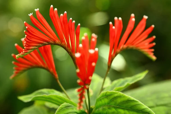 Όμορφα Λουλούδια Του Τροπικού Φυτού Spigelia Splendens — Φωτογραφία Αρχείου