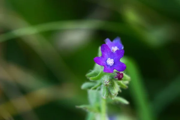 Anchusa Officinalis Mor Çiçeği Yaygın Bir Hata Giderici — Stok fotoğraf