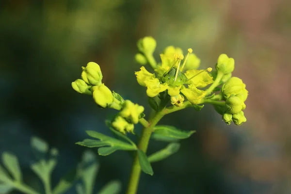 Κοινή Οδό Ruta Graveolens Ένα Παραδοσιακό Φαρμακευτικό Βότανο — Φωτογραφία Αρχείου