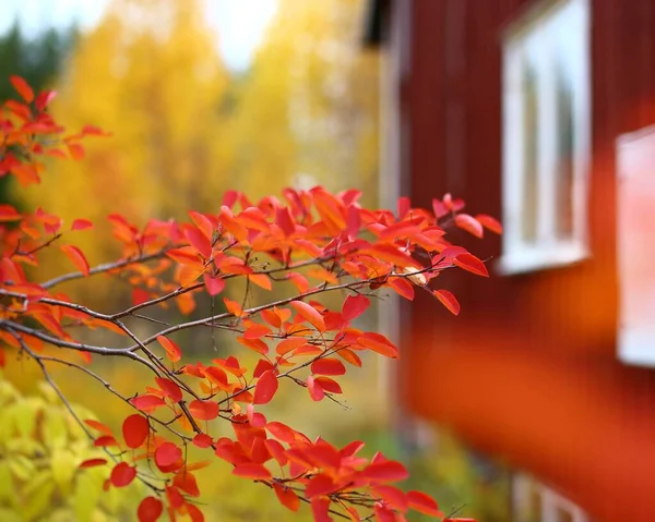 Czerwone Liście Czerwony Dom Szwedzkiej Jesieni — Zdjęcie stockowe