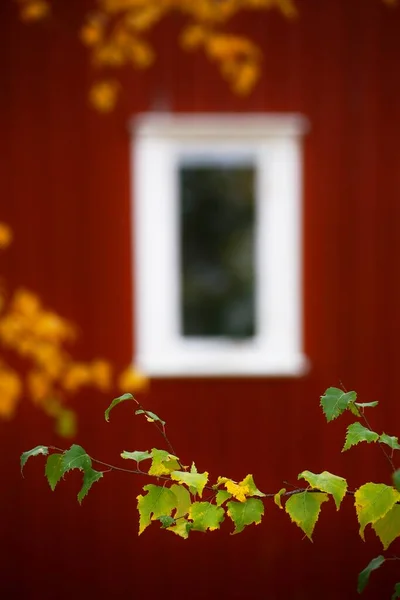 Brzoza Wychodzi Jesienią Przed Szwedzkim Domem — Zdjęcie stockowe