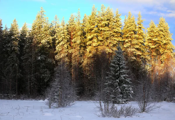 Sol Bajo Las Copas Los Árboles Invierno Sueco —  Fotos de Stock