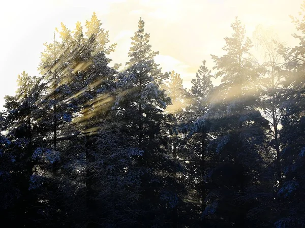 Raggi Sole Una Mattina Nebbiosa Nella Foresta — Foto Stock