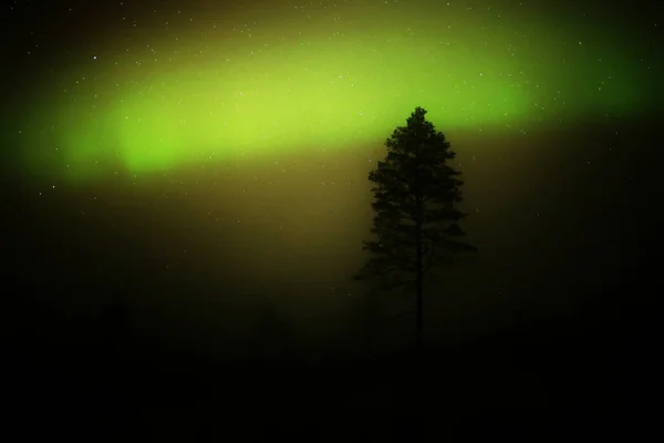 Aurores Boréales Derrière Une Silhouette Arbre Par Une Journée Brumeuse — Photo