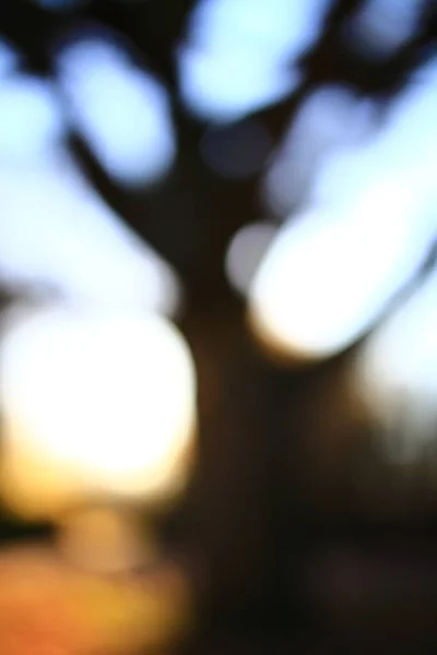 Koncepční Snímek Rozostřeného Stromu Podsvícení — Stock fotografie