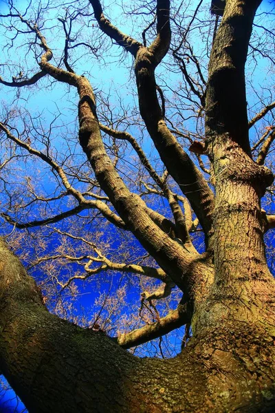 Scatto Concettuale Verso Alto Albero Nudo Cielo Blu — Foto Stock