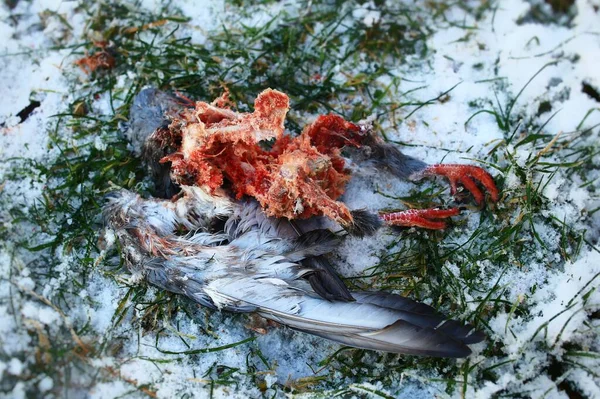 草の中に死んだ鳩の遺骨を分解する — ストック写真