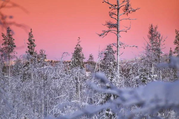 Różowe Niebo Piękne Światło Zimowym Lesie Krajobraz — Zdjęcie stockowe