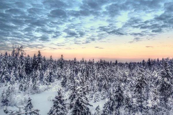 Piękny Wieczorny Krajobraz Szwedzkim Lesie Zimowym — Zdjęcie stockowe
