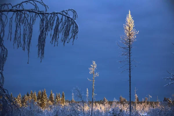 Jaskrawo Oświetlone Drzewa Szwedzkim Zimowym Krajobrazie — Zdjęcie stockowe