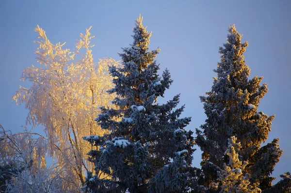 Trois Arbres Illuminés Soleil Hiver — Photo