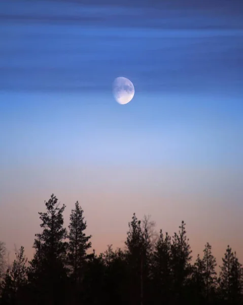 Восковая Луна Утрам Перистыми Облаками Силуэтами Деревьев — стоковое фото