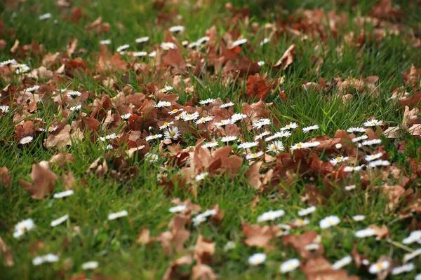 Gramado Com Margaridas Bellis Perennis Folhas Marrons Primavera — Fotografia de Stock