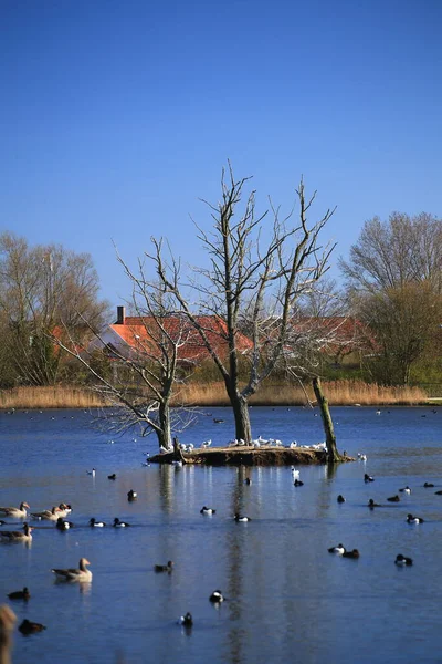 Large Flocks Different Water Birds Lake Trelleborg — Foto Stock