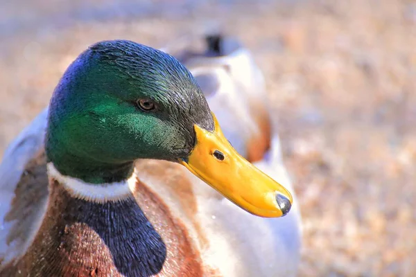 Retrato Pato Macho Anas Platyrhynchos — Fotografia de Stock