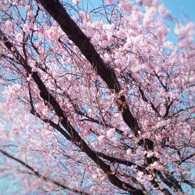 Japon kirazının güzel pembe çiçekleri (Prunus serrulata).