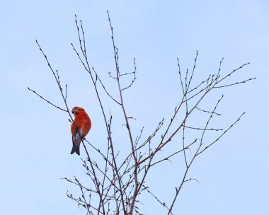 Renkli erkek papağan gagası (Loxia pytyopsittacus) merakla izliyor.