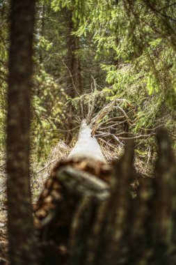 İsveç doğa koruma alanında devrilmiş bir ağaç..
