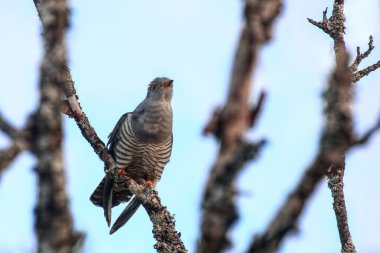 Ölü bir ağaçta oturan guguk kuşu (Cuculus canorus).