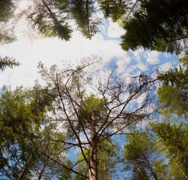 İsveç ormanında yüksek bir çam manzarası.