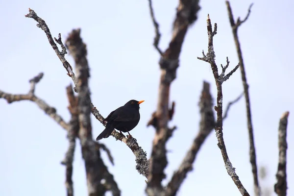 裸の木に座っている一般的な黒鳥 トルドゥス メルーラ — ストック写真