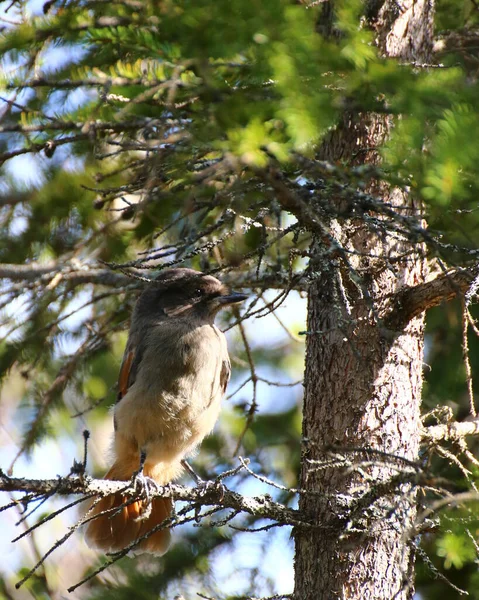 西伯利亚Jay Perisoreus Infaustus 坐在松树上 — 图库照片
