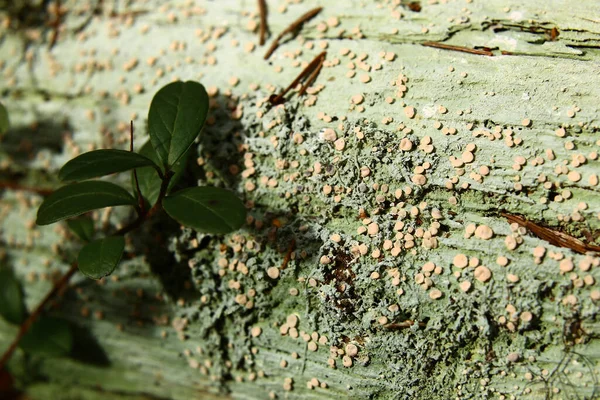 Gnijące Drewno Pokryte Porostami Gatunku Icmadophila Ericetorum — Zdjęcie stockowe