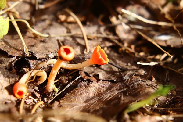 Gruppo Funghi Protractum Microstoma Che Crescono Sul Suolo Forestale — Foto Stock