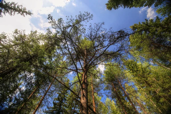 Vue Vers Haut Puissant Pin Dans Forêt Suédoise — Photo