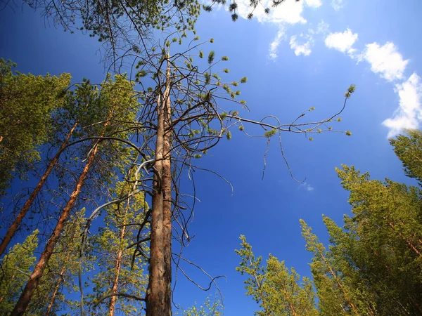 背の高い 点灯します スウェーデンで天然記念物に指定されているスコッチマツ Pinus Sylvestris の非常に珍しい品種であるGallejaurusの ロイヤリティフリーのストック写真