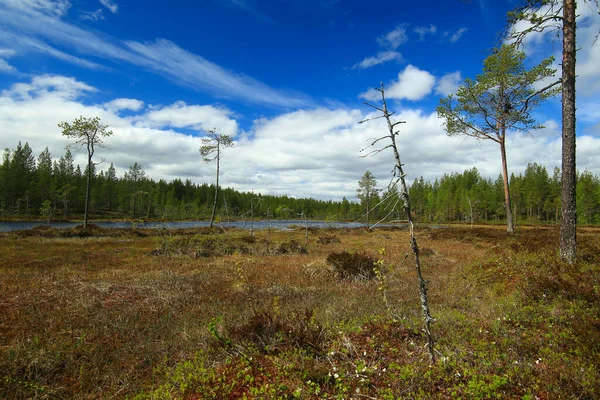 Moor Und Kleiner Fluss Schwedisch Lappland — Stockfoto