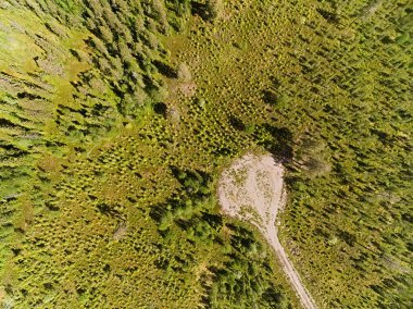 Drone shot on a small road leading into a forest plantation.