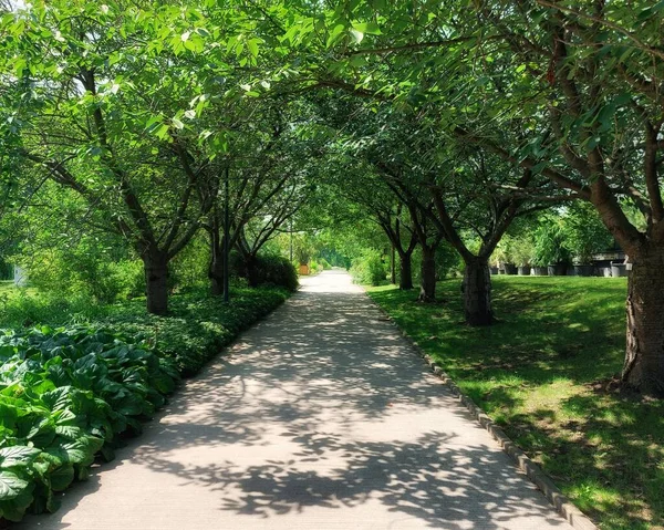 Beautiful Summery Alley Botanical Garden Rostock — Stockfoto