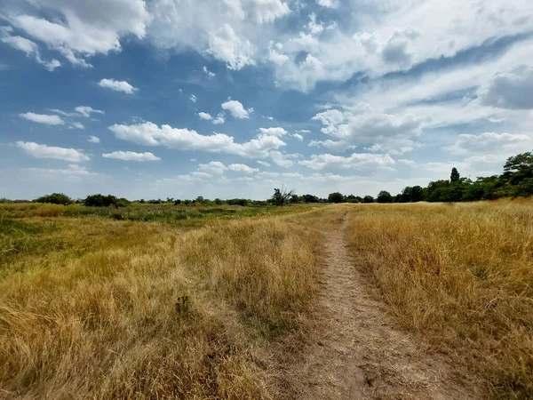 Dry grasslands in Saxony Anhalt in Germany.