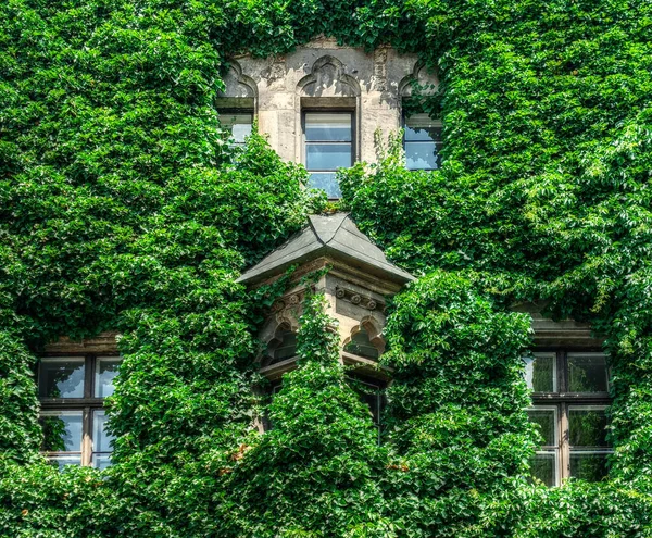 Overgrown facade of an old building in sunlight.