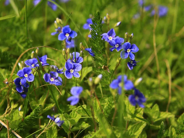 Tiny blossoms of germander speedwell (Veronica chamaedrys), a wild herb common in Europe.