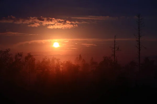 Misty sunset over a mysterious forest silhouette.
