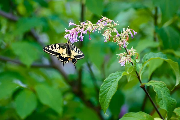 Swallowtail Butterfly Papilio Machaon Sitting Lilac Blossoms — 图库照片